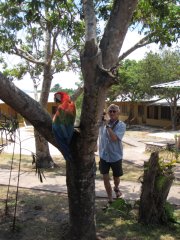 25-Red macaw, from the house